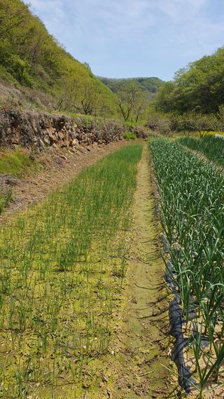 홍광희님의 기타작물 · 영농일지 작성글 사진
