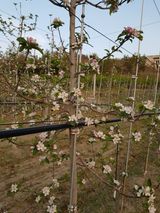 의성,군위 나상덕님의 작성글 사진