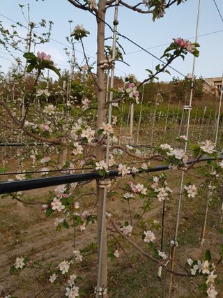 의성,군위 나상덕님의 기타작물 · 영농일지 작성글 사진