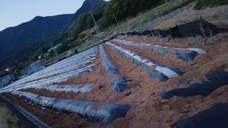 박순덕님의 기타작물 · 영농일지 작성글 사진