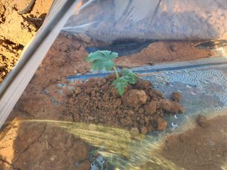 김저팔계님의 기타작물 · 영농일지 작성글 사진