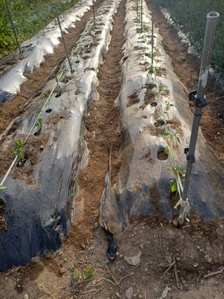 신 난다님의 고추 · 영농일지 작성글 사진