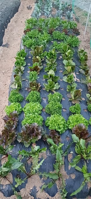 남궁봉님의 토마토 · 영농일지 작성글 사진