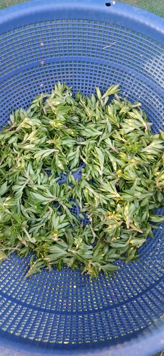 정연섭님의 기타작물 · 영농일지 작성글 사진