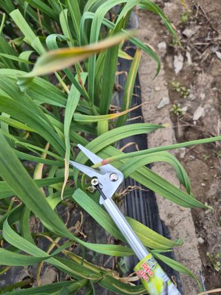 서해숙님의 마늘 · 영농일지 작성글 사진