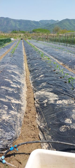 양지뜸갈비박재식님의 기타작물 · 영농일지 작성글 사진