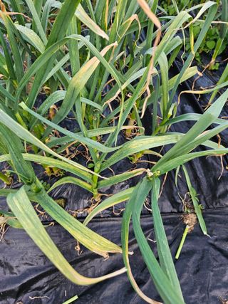 김인수님의 기타작물 · 영농일지 작성글 사진