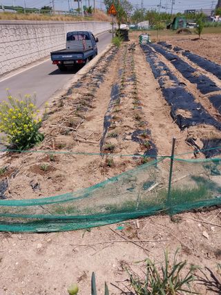 상추20832님의 기타작물 · 영농일지 작성글 사진