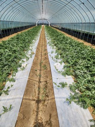 김저팔계님의 기타작물 · 영농일지 작성글 사진