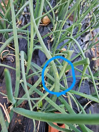 김인수님의 기타작물 · 영농일지 작성글 사진