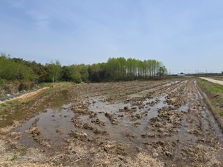 이미옥님의 벼 · 영농일지 작성글 사진