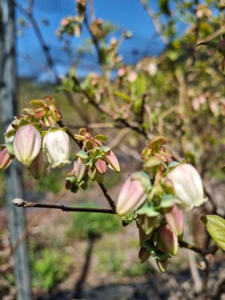 황인근님의 기타작물 · 영농일지 작성글 사진