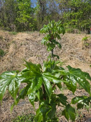 쌍학리 농민님의 작성글 사진