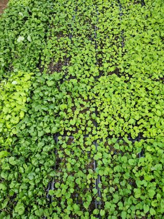 루라121(임동구)님의 기타작물 · 영농일지 작성글 사진