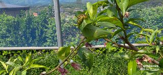 달맛햇복숭아농원님의 복숭아 · 영농일지 작성글 사진