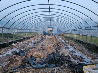 시골동경님의 기타작물 · 영농일지 작성글 사진