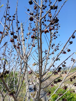 엄기덕님의 옥수수 · 영농일지 작성글 사진