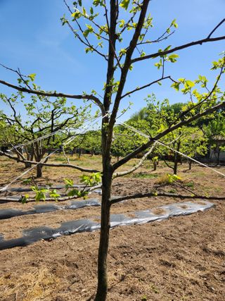 임성욱님의 감 · 영농일지 작성글 사진