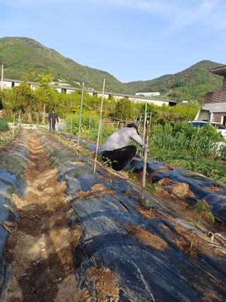 신 난다님의 고추 · 영농일지 작성글 사진