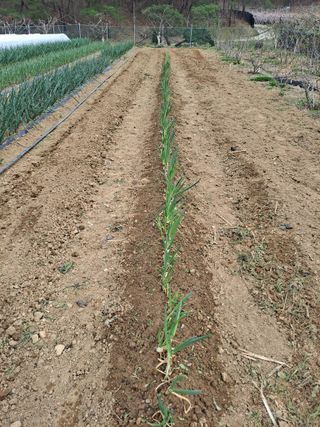 이한재님의 기타작물 · 영농일지 작성글 사진