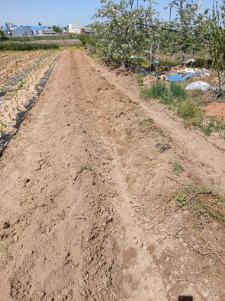 엄기덕님의 옥수수 · 영농일지 작성글 사진