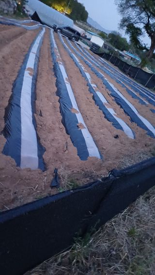 박순덕님의 기타작물 · 영농일지 작성글 사진