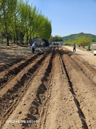 김병효님의 기타작물 · 영농일지 작성글 사진