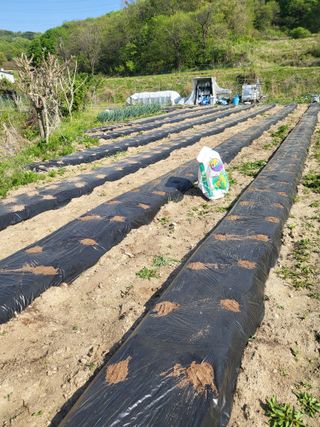 전선경님의 기타작물 · 영농일지 작성글 사진