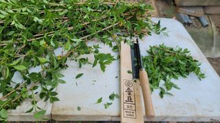 서초농원님의 기타작물 · 영농일지 작성글 사진