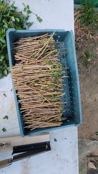 서초농원님의 기타작물 · 영농일지 작성글 사진