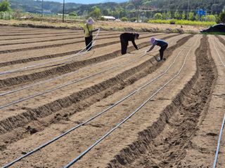 손영호님의 기타작물 · 영농일지 작성글 사진