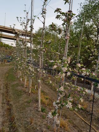 의성,군위 나상덕님의 기타작물 · 영농일지 작성글 사진