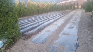 김동명님의 기타작물 · 영농일지 작성글 사진