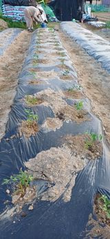 남궁봉님의 작성글 사진