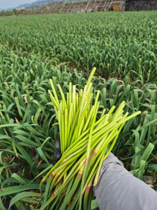 서해숙님의 마늘 · 영농일지 작성글 사진