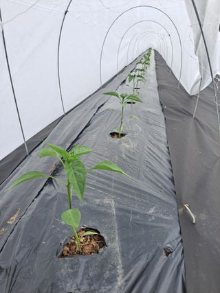 이한재님의 고추 · 영농일지 작성글 사진