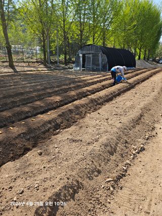 김병효님의 기타작물 · 영농일지 작성글 사진