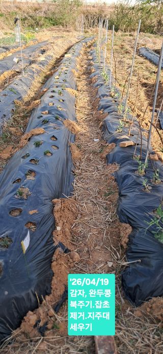 kh글로벌님의 기타작물 · 영농일지 작성글 사진