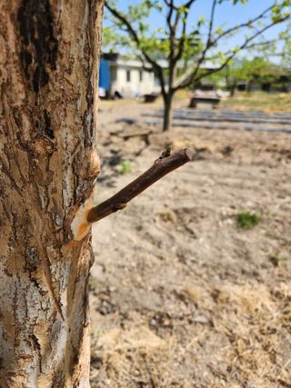 임성욱님의 감 · 영농일지 작성글 사진