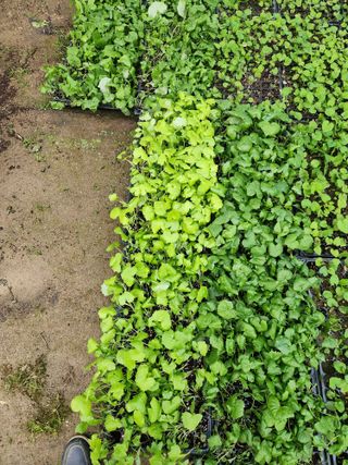 루라121(임동구)님의 기타작물 · 영농일지 작성글 사진