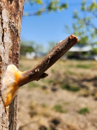 임성욱님의 감 · 영농일지 작성글 사진