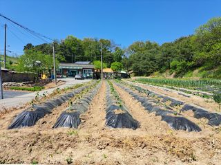초짜농부님의 고추 · 영농일지 작성글 사진