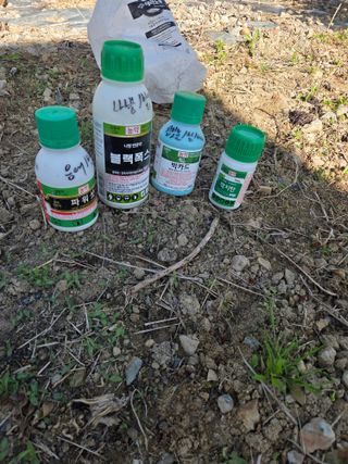 정영석님의 복숭아 · 영농일지 작성글 사진