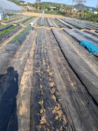 백영호님의 기타작물 · 영농일지 작성글 사진