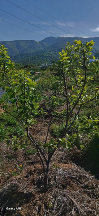 화재.상열님의 기타작물 · 영농일지 작성글 사진