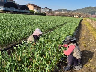 서해숙님의 마늘 · 영농일지 작성글 사진