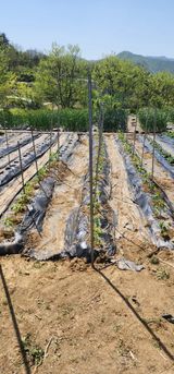 팜모닝 기타작물·영농일지 게시글 이미지