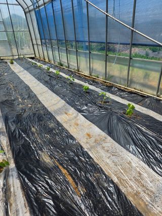 현모양처(양현모)님의 오이 · 영농일지 작성글 사진