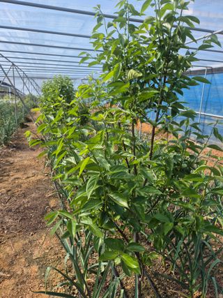 최진일님의 블루베리 · 영농일지 작성글 사진