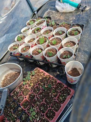 문현자 님의 기타작물 · 영농일지 작성글 사진